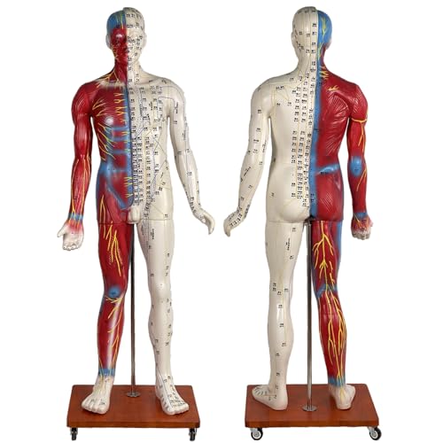 HCLYXOZ Muñeca de acupuntura de tamaño Natural 5,8 pies / 178 cm Modelo de Punto de acupuntura Modelo anatómico Humano con Instrucciones de acupuntura inglesas y Base de polea