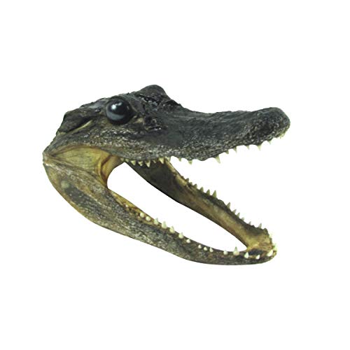 TG LLC Treasure Gurus 5-6 Genuine Alligator Taxidermy Gator Head Authentic Real Animal Reptile Skull
