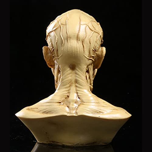 Image of Gaolinci 4-Inch Portable Human Model Craft Anatomy Skull Head Muscle Bone Medical Artist Drawing Study