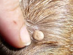 The Original Tick Key -Tick Removal Device - Portable, Safe and Highly Effective Tick Removal Tool - 3 Pack (USA) - Image 5