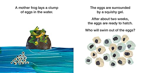 How Does a Tadpole Grow?: Life Cycles with The Very Hungry Caterpillar (The World of Eric Carle) - Image 3