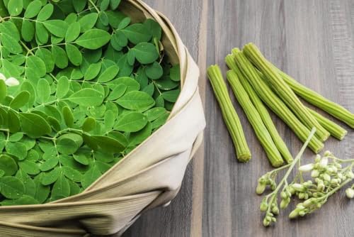 Image of Moringa Live Plant with Pot | Drumstick Sahjan Medicinal Tree Plant | Fast Growing Nutrient Rich Outdoor Herbal Plant for Home Garden Terrace Backyard Farming | Pack of 1