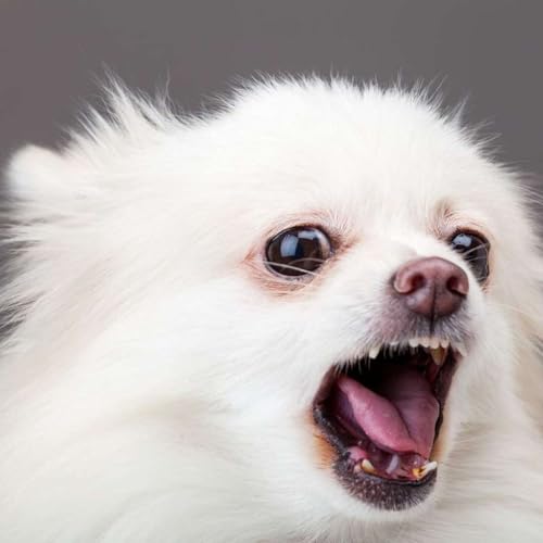 Why Are Some Dogs Aggressive? Podcast Por  arte de portada