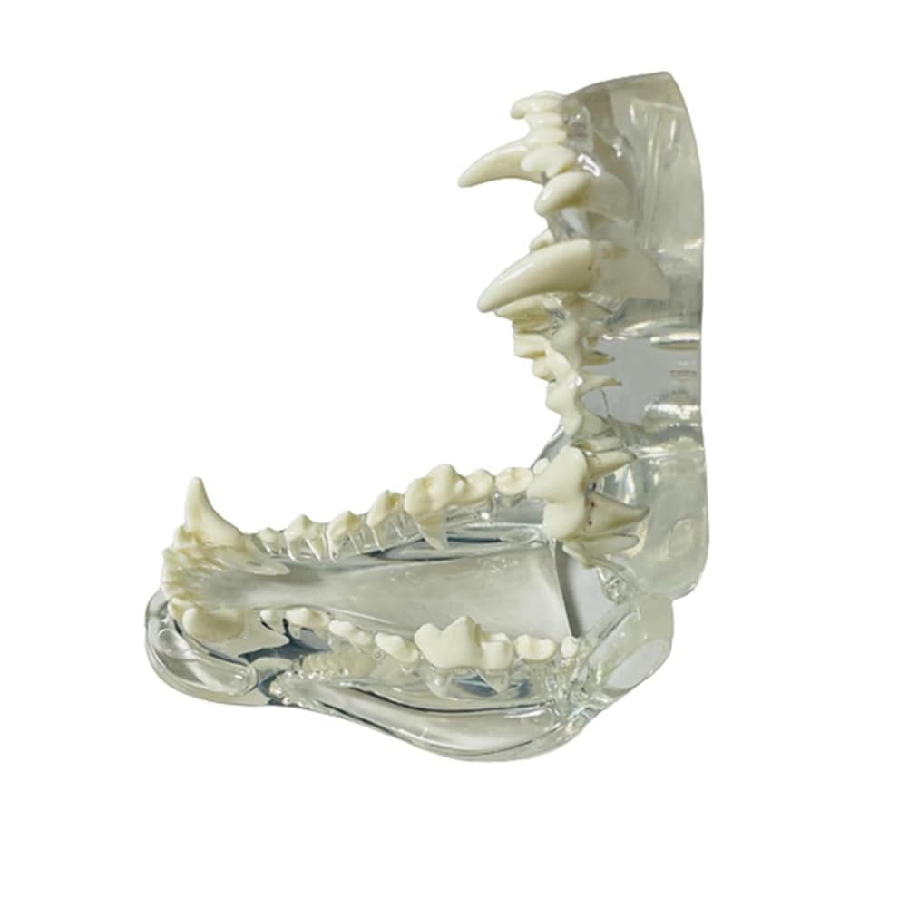 Anatomisches Modell mit transparenten Zähnen für Hunde, Zahntiere, Mundkiefer für tierärztliche Erziehungswerkzeuge (Hund), transparent