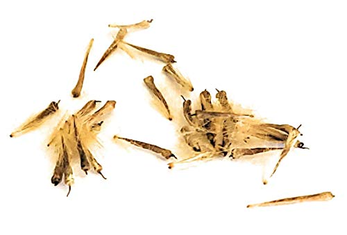 The Little Iowan Homestead Sycamore Tree Seeds - Wild-Crafted Hand Harvested In Iowa, Usa (Pack Of 25) #TOP15