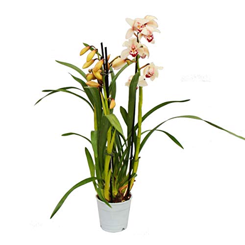Cymbidium Orchidee - Kahnorchidee - L'orchidée pour chambres froides crème