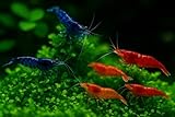 20+ Blue & Red Live Freshwater Shrimp High Grade Live Shrimps - Freshwater Shrimp Aquarium Inverts, Hardy Nano Tank Healthy Shrimps Pets - with Live Arrival Guarantee