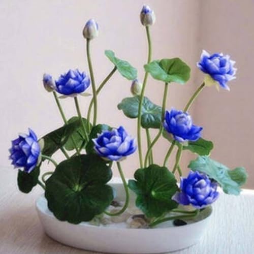 25pcs Schüssel Lotus Samen Nicht-Gvo Natürliche Mehrjährige Bunte Lotus Blume Pflanz Samen Innen IM Freien Garten Garten Balkon Patio Dequoración Gärtner Geschenk Violeta