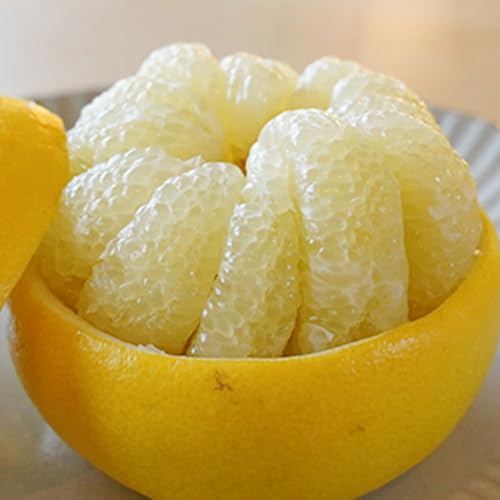 土佐文旦 (10kg) 高知県産 家庭用 農家直送 産地直送 路地 文旦 ぶんたん 高知 期間限定 ふるさと納税