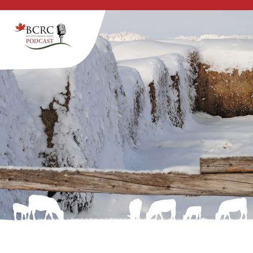 Episode 91: Bale Grazing Checks the Boxes for Three Canadian Producers Podcast Por  arte de portada