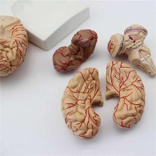 Modèle de cerveau humain de haute précision avec 41 repères anatomiques - 8