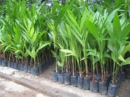 Live Palm Tree Arecanut Betel Plant Supari Nut Catechu Living Dark Green Leaves Garden Plant- Healthy Live 1 Plant