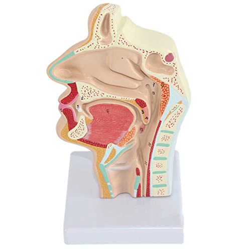 Lehrmodell, anatomisches Modell von Nase, Mund, Rachen und Kehlkopf, lebensgroß, Kehlkopf, anatomisches Modell mit digitaler Beschriftung und Basis und klarer Textur für den Unterricht