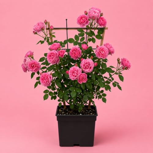 Image of Pink Climbing Rose (Gulab) Live Plant | Fragrant Flowering Rose Vine | Outdoor Ornamental Garden Plant | Healthy Nursery Plant in 3 Inch Pot