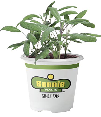 Bonnie Plants 5100 Garden Sage Herb Plant