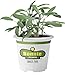 Bonnie Plants 5100 Garden Sage Herb Plant