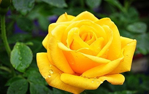 5 Yellow Rose Rosa Bush Seed Pack