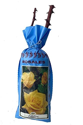 Rosal grandiflora Landora en bolsa (cepellón) (color amarillo)