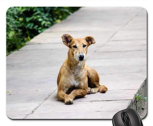 Preisvergleich Produktbild Yanteng Gaming-Mauspads, Mäusematte, Streunender Hundeweg Tiernatur