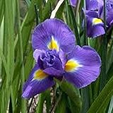 6 Piezas Iris Bulbo Bombilla De Iris Perenne Púrpura Crepuscular Las Flores Tienen Un Alto Valor Ornamental Decoración Brillante En Interiores Y Exteriores