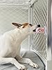 Diggs Groov Crate Training Aid for Puppies and Nervous Dogs – Calming Lick Mat for Crate Training & Separation – Puppy Enrichment Toy with Freezer Shell – BPA-Free – (Ice) #2