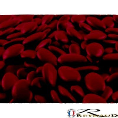 AUCUNE - Dragées chocolat bordeaux - 500g !!