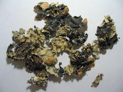 Dagad Phool (Pathar Phool) or Black Stone Flower 50gram : Amazon.ca ...