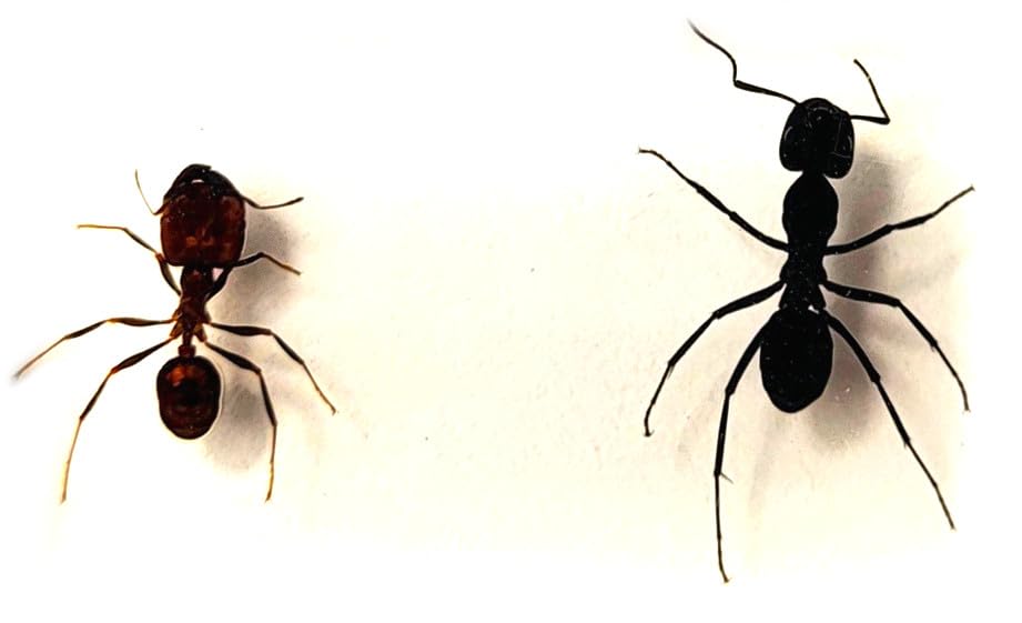 Image of 44mm Real Weaver Ant & Red Giant Ant Pair in Crystal Clear Lucite Resin Specimen Preserved Insect Taxidermy Crafts Collection for Biology Science Education Desk Ornament Display Supplies