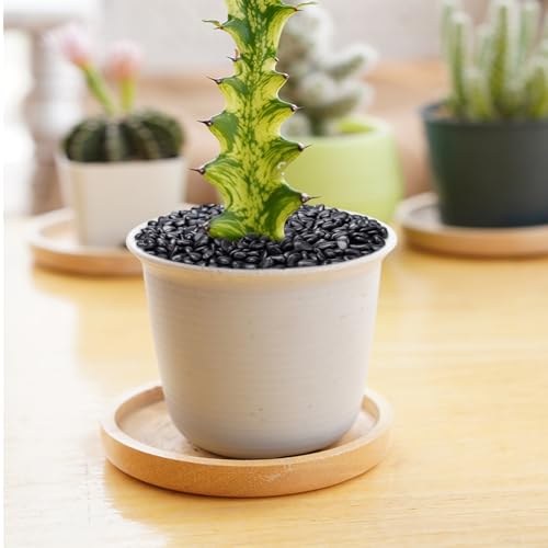 Image of Pulovin 2.5 lbs Black Pebbles for Indoor Plants, Succulent, Bamboo, Vase, 3 /8 inch Plant Rocks for Pots Indoor, Small River Rocks Decorative Pea Gravel, Highly Polished