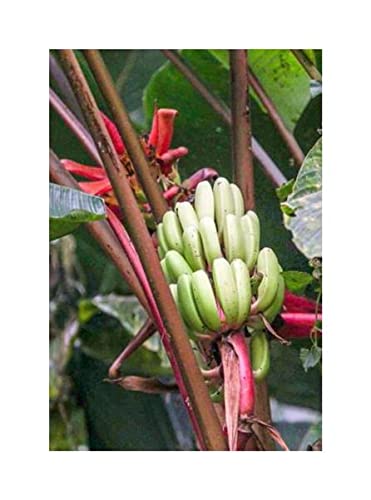 Pcs - 10x Musa (Bananier) Rubinea Rouge Banane Naine Jardin Plantes - Graines ID514 - Seeds & Plants Shop by Ipsa