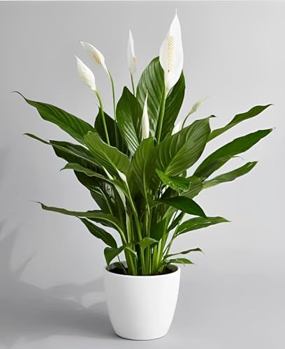 Image of live plants (FLWR LILLY)