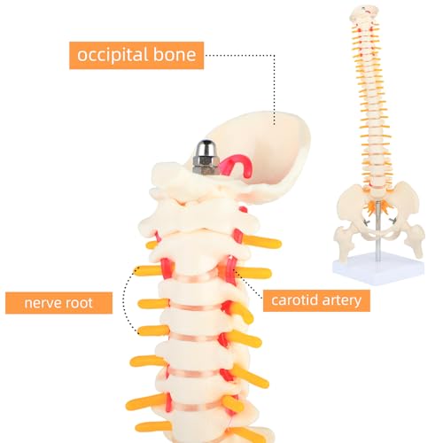 Image of 1 /2 Life Size Spine Anatomy Model - 17.7 inch Human Spine Model with Spinal Nerves, Pelvis, and Femur, Includes Stand and Pointer for Teaching Use.