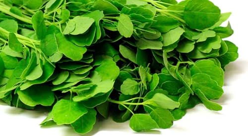 300 Fresh Papalo Seeds Herb Plant Mexican Culinary Herb Porophyllum Ruderale 300 semillas de papalo