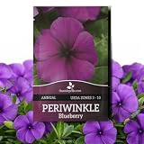 Outsidepride Blueberry Periwinkle Seeds for Planting – 50 Pcs Annual, Fast-Blooming, Heat & Drought Tolerant Vinca Flower Seeds with Vibrant Colors Ideal for Gardens, Beds, Borders & Containers