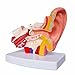 Doc.Royal Human Professional Desktop Ear Joint Simulation Model Medical Anatomy PVC Plastic Type DR-XF-102