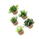 TOYANDONA 5 Stück Miniatur Bonsai Pflanzen Künstliche Mini Pflanzenmodelle für Puppenhaus Dekorative Mini Sukkulenten Vielseitige Miniatur Deko für Büro Ablagen und Fotografie