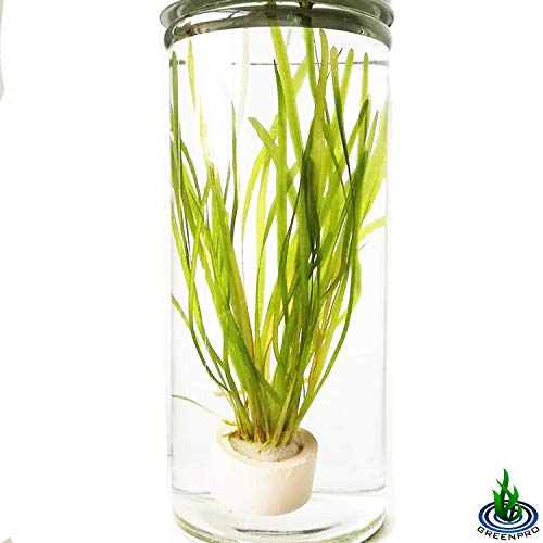 Jungle Val | Tall Vallisneria Spiralis 3-Bunch Freshwater Live Aquarium Plants Background Fish Tank Greenpro #TOP5