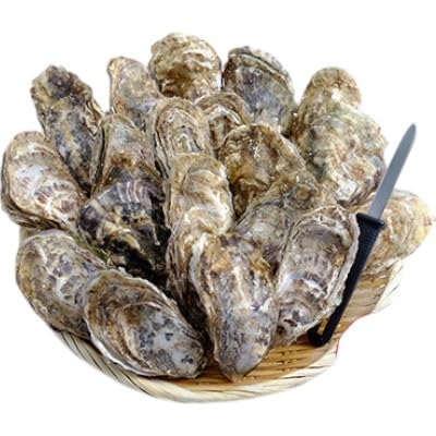 厚岸産 殻付き牡蠣Lサイズ20個入(加熱容器付)北海道 牡蠣 カキ かき 生食 生食用 ミルク レンジ 魚貝類 生牡蠣 新鮮 濃厚 大粒 メルマガ掲載商品2