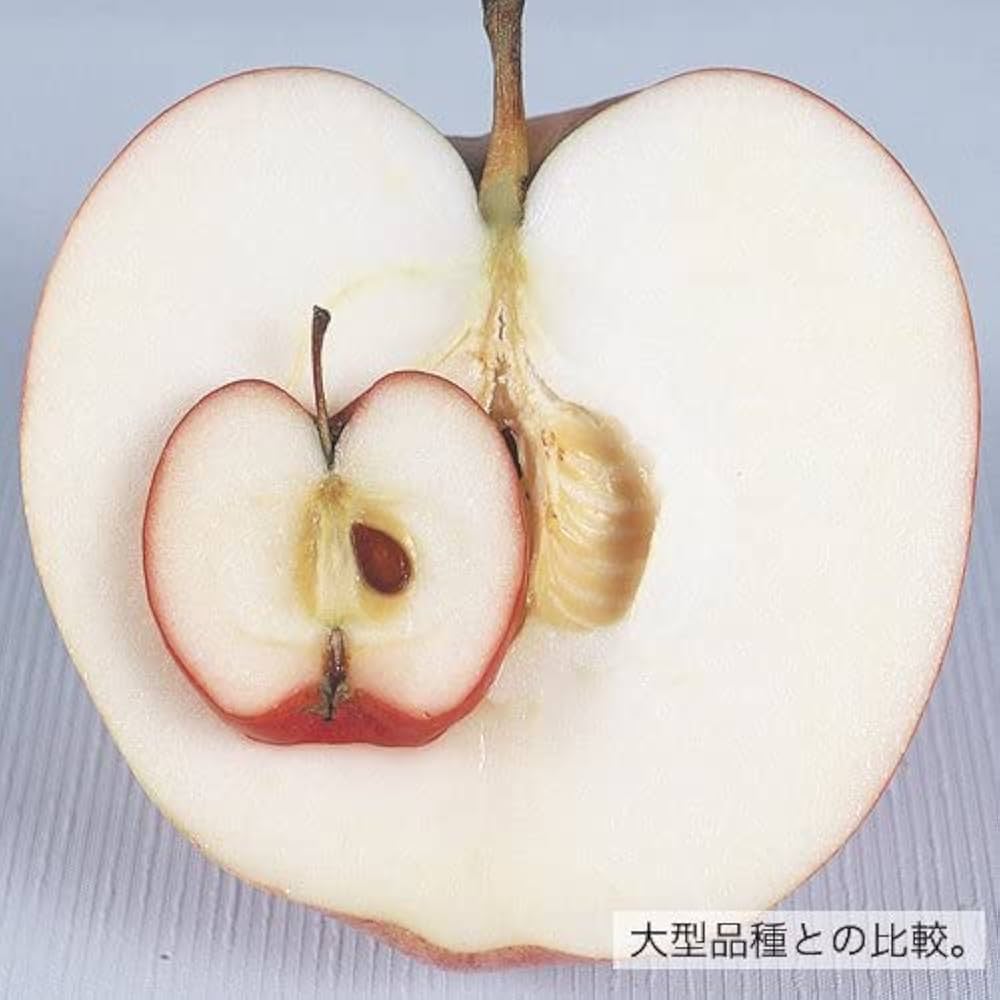 Amazon.co.jp: 姫リンゴの苗木 アルプス乙女の苗木 13.5cmポット 接木1