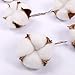 Darget Cotton Balls Decor - 10 Pieces for Wreath Decor White Dried Cotton Bolls (Balls) Made of Natural Cotton Great for Crafting, Home Decor Wedding, Farmhouse Style