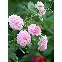 Ritz Farming® Japanese Imported Rose Flower Seeds For Home and
