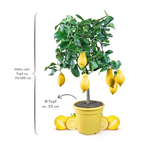 Zitruspflanzen Meine Orangerie Zitronenbaum Mezzo im 6,5 Liter Topf