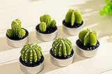 WISDOMTOY 6-Piece Mini Lovely Green Meat Plant Cactus Romantic Candle
