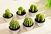WISDOMTOY 6-piece Mini Lovely Green Meat Plant Cactus Romantic Candle
