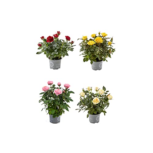 DECOALIVE - Set 4 Rosales - Flores de Colores - Plantas Naturales
