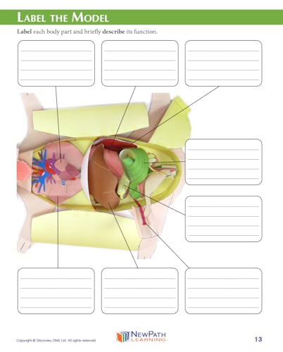 Image of NewPath Fetal Pig Dissection 3-D Paper Model Making Kit, Set /5 Full-Color, Paper Model Templates & Teachers Guide (24-7740)