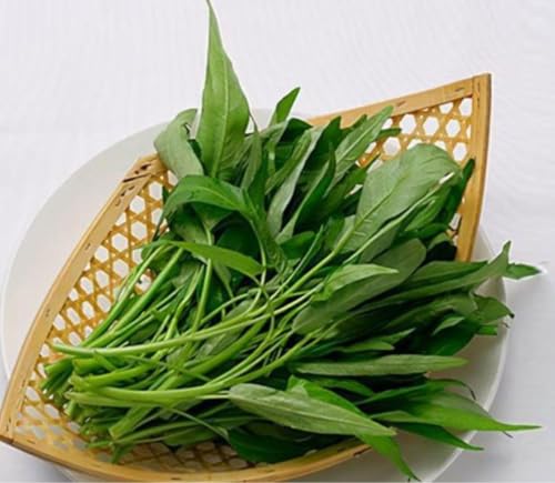 空芯菜 種」の人気商品一覧・価格比較 - 価格.com