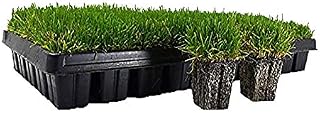 Zoysia Plugs - 50 Large Grass Plugs - Drought Tolerant, Low Maintenance EZPLugs