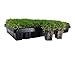 Zoysia Plug Tray / EZPlug 50 Plugs Per Tray