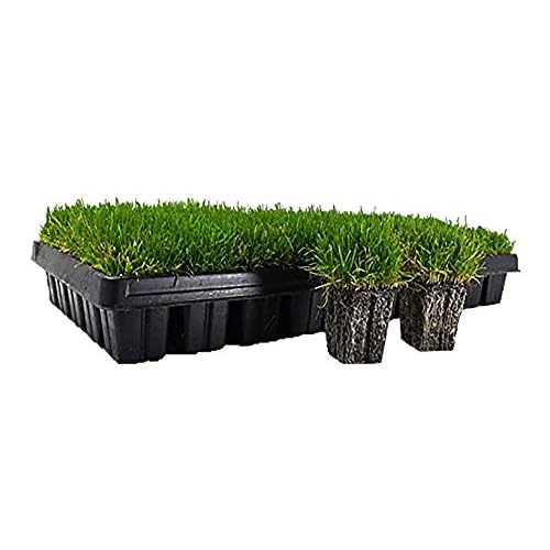 Zoysia Plugs - 50 Large Grass Plugs - Drought Tolerant, Low Maintenance…